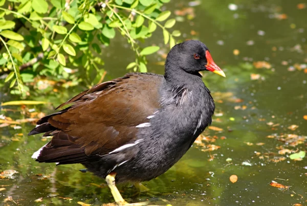 Poule d'eau