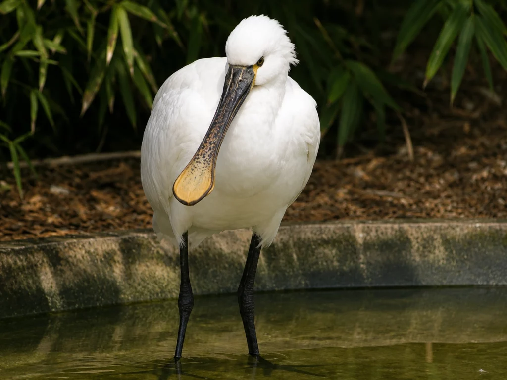 Spatule blanche