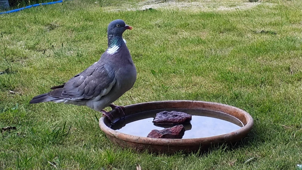 pigeon ramier