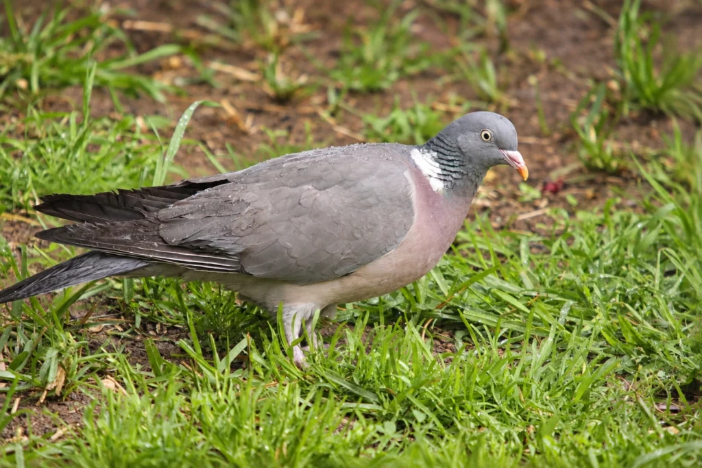 pigeon ramier pigeon ramier