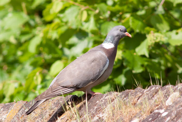 pigeon ramier