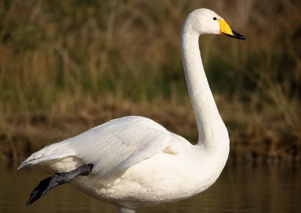 Cygne chanteur Cygne chanteur