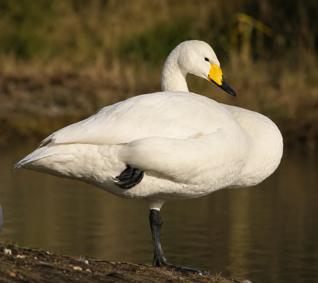 Cygne chanteur2 Cygne chanteur