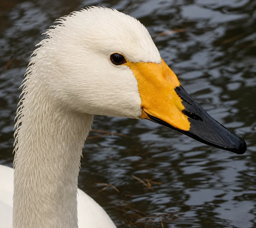 Cygne chanteur Cygne chanteur