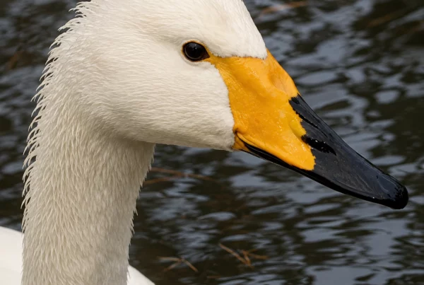 Cygne chanteur