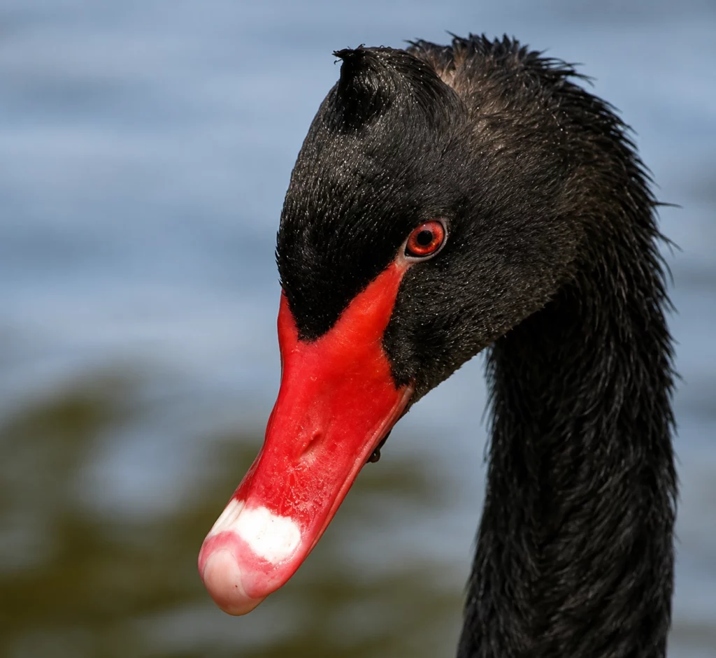 Cygne noir Cygne noir
