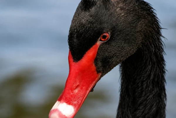 Cygne noir