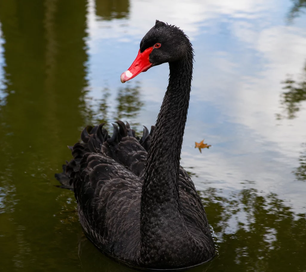 Cygne noir Cygne noir
