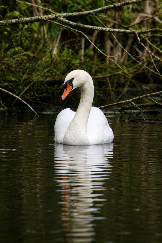 Cygne tuberculé