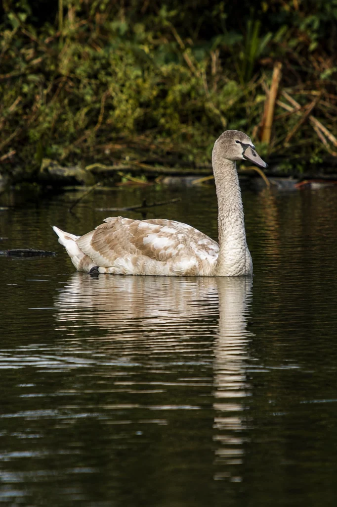 Cygne tuberculé
