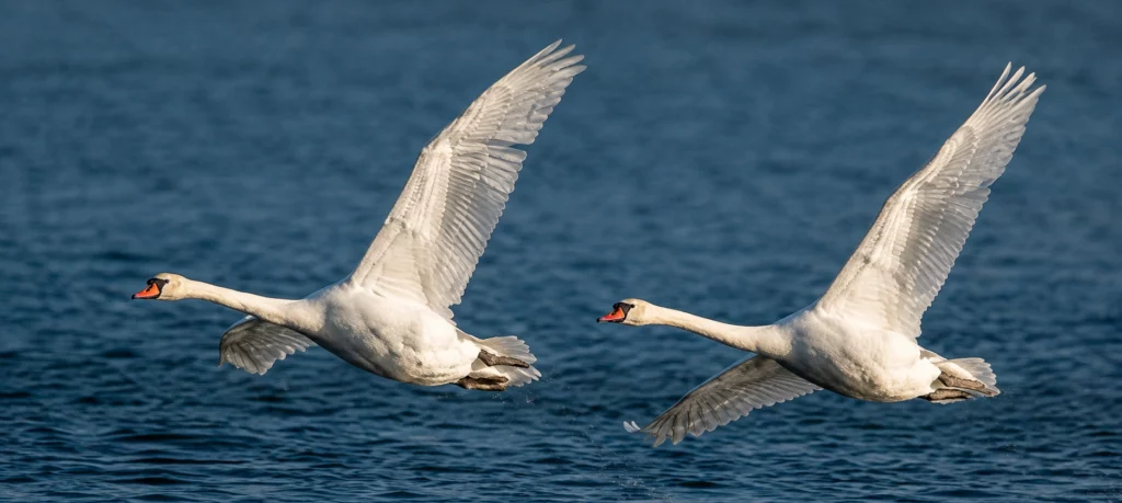 Cygne tuberculé