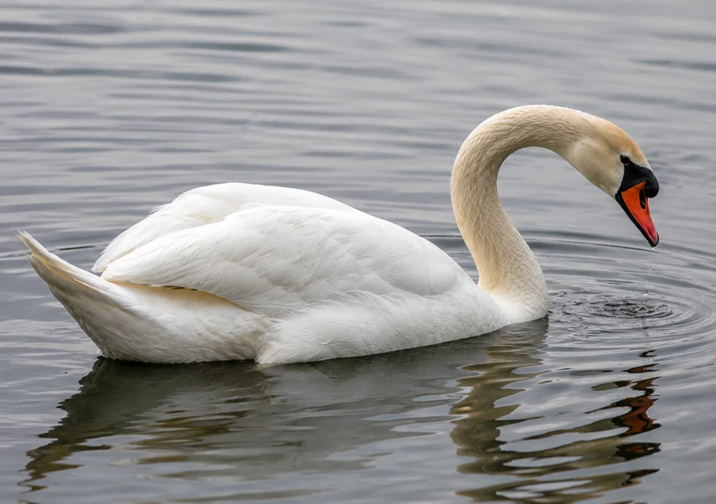 Cygne tuberculé