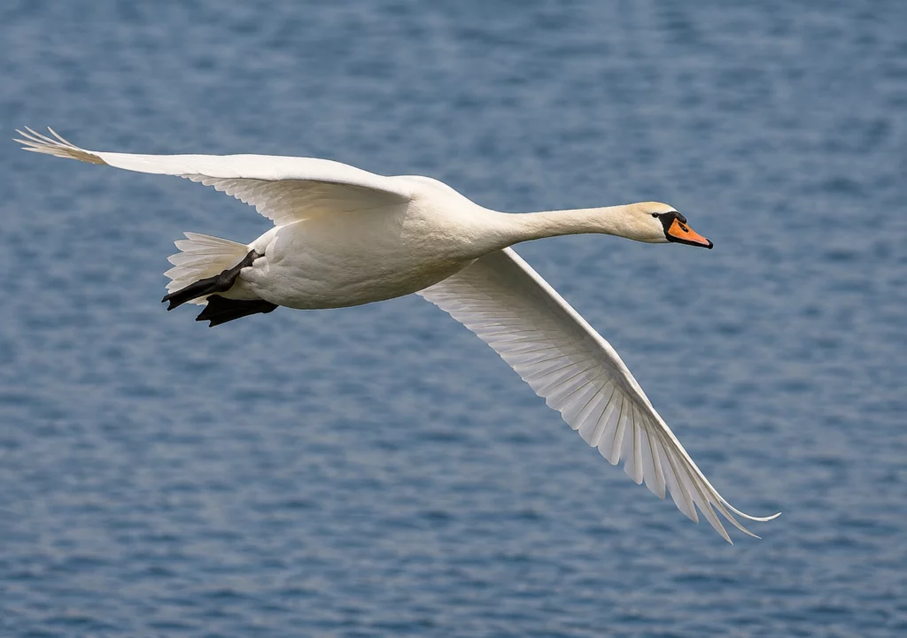 Cygne tuberculé