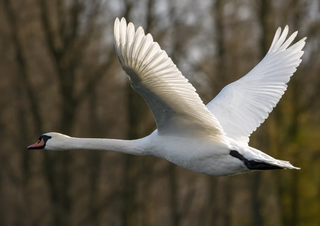 Cygne tuberculé