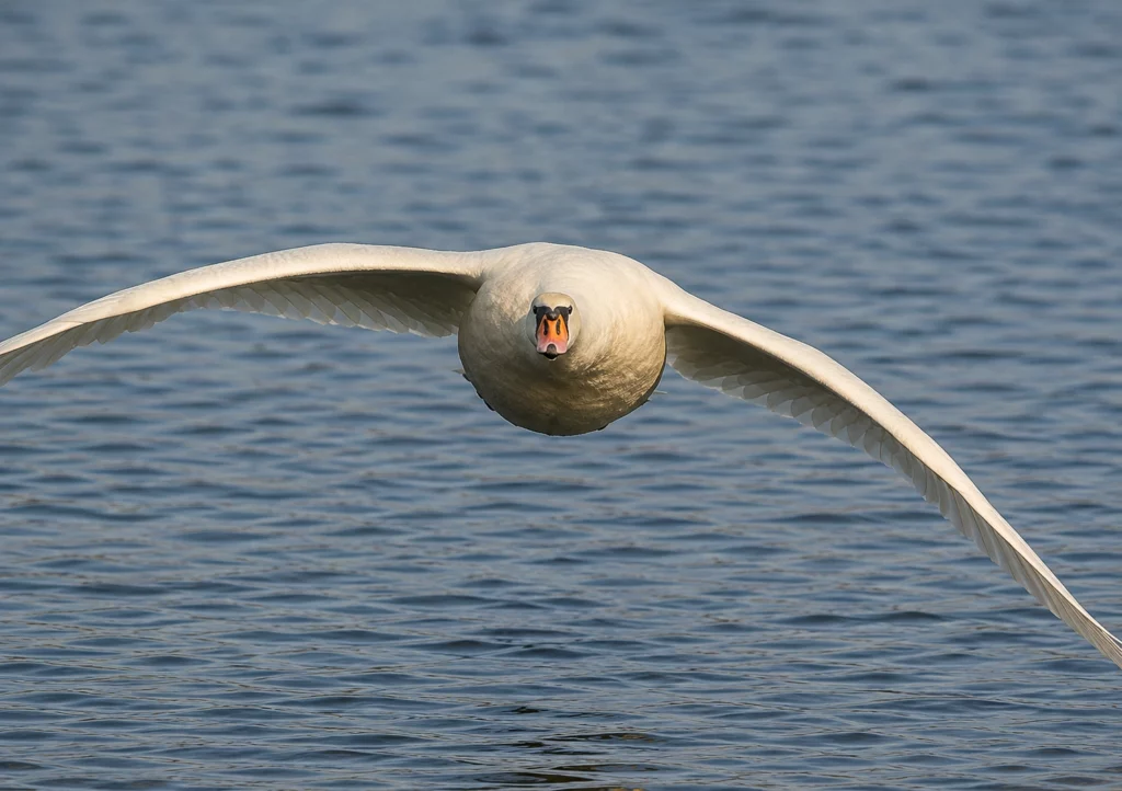 Cygne tuberculé