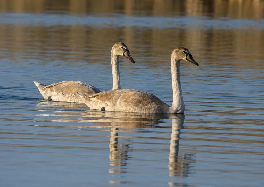 Cygne tuberculé