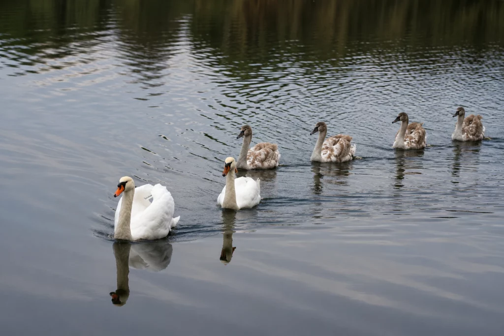 Cygne tuberculé