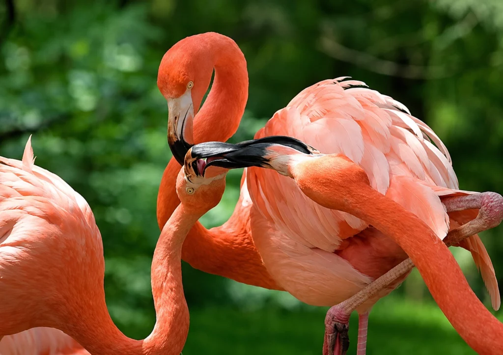 Flamant rose Flamant rose