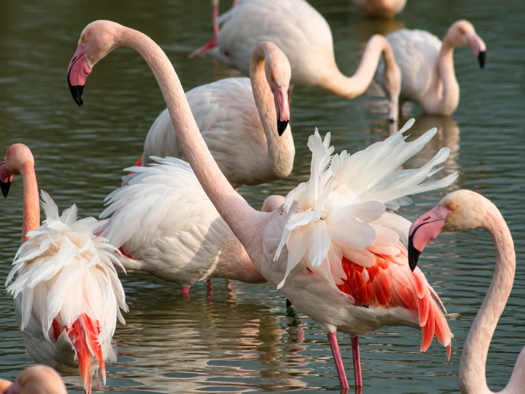Flamant rose Flamant rose