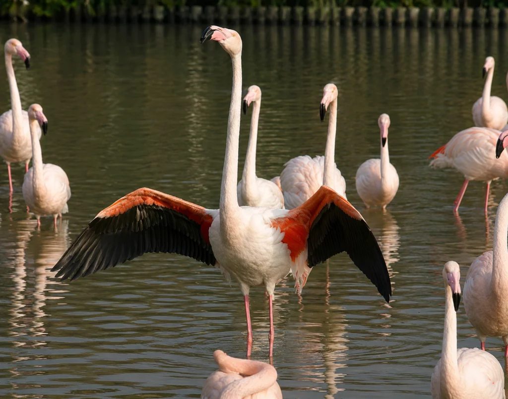 Flamant rose Flamant rose