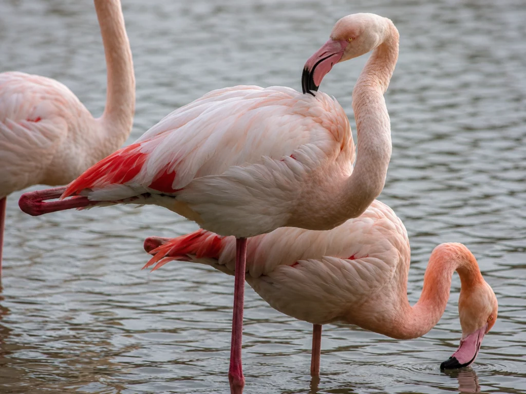 Flamant rose Flamant rose