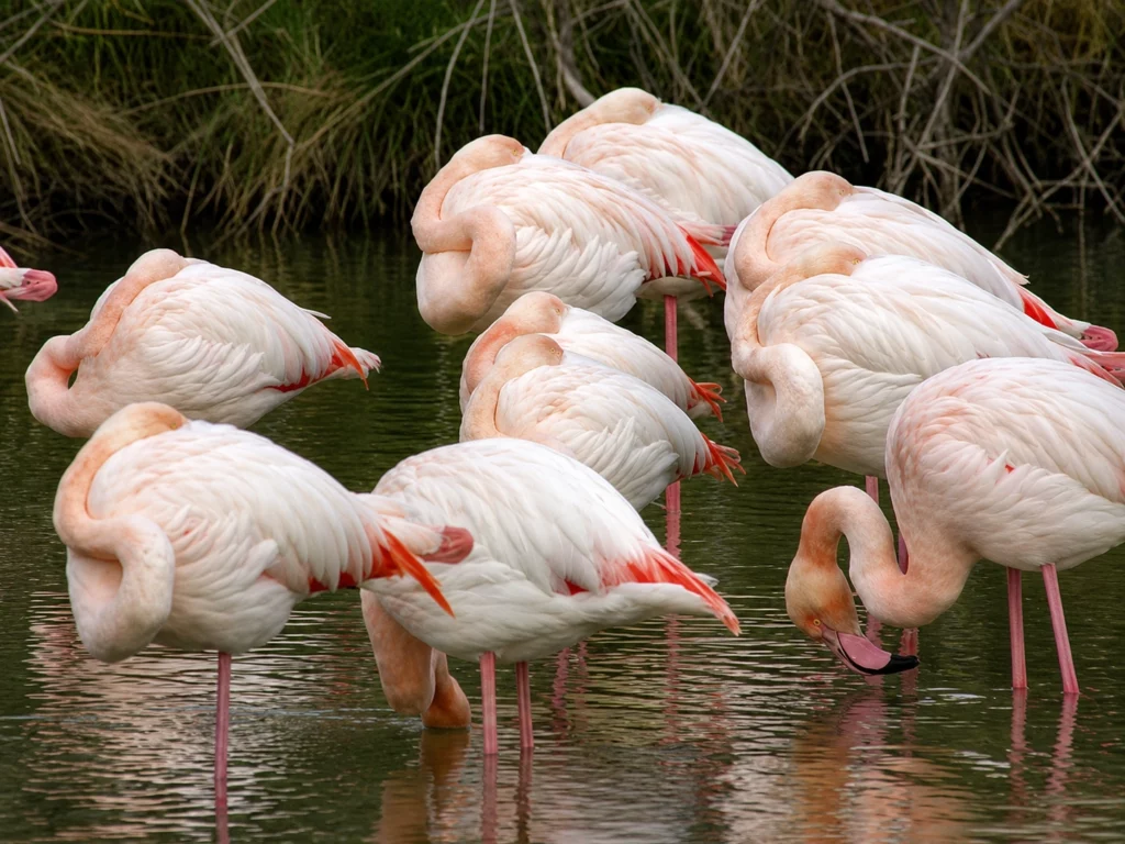 Flamant rose Flamant rose