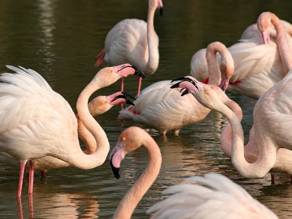 Flamant rose Flamant rose
