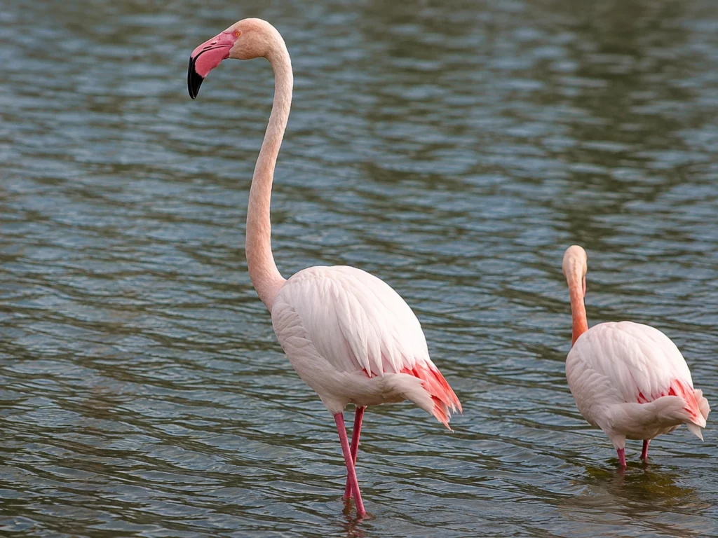 Flamant rose Flamant rose