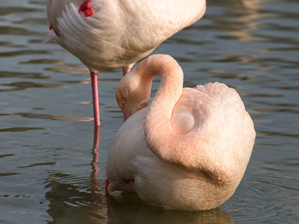 Flamant rose Flamant rose