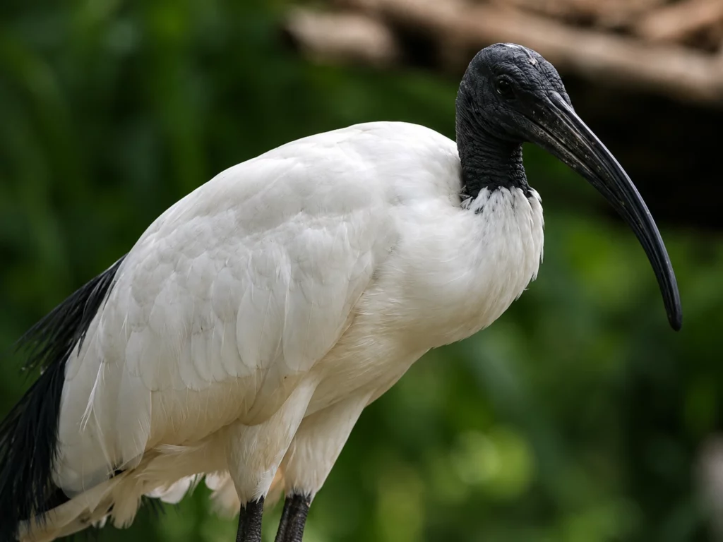 Ibis Sacré