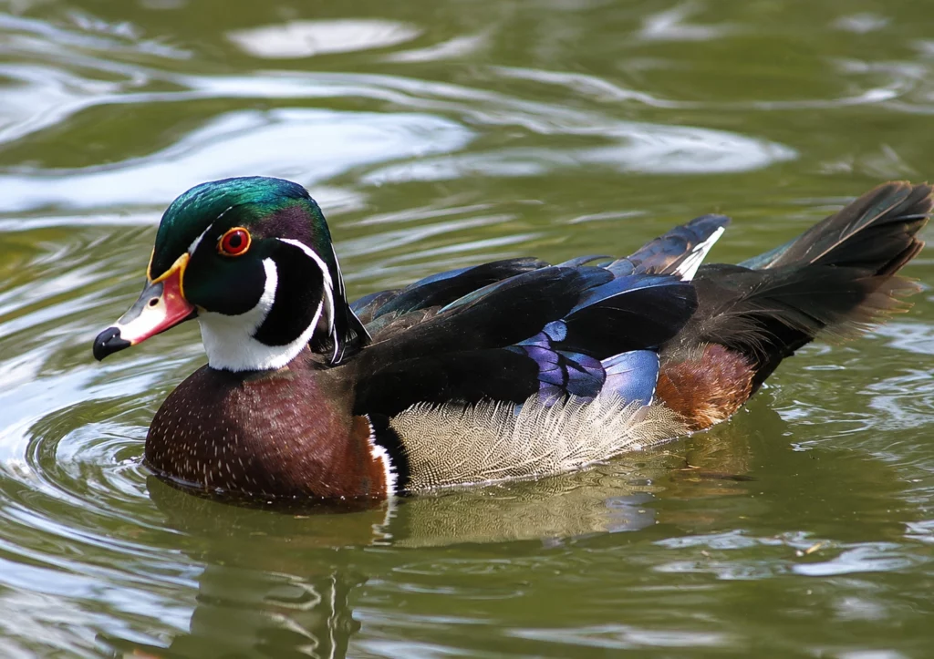 Canard carolin