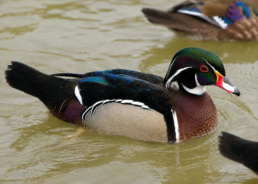 Canard carolin