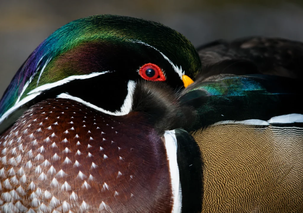 Canard carolin