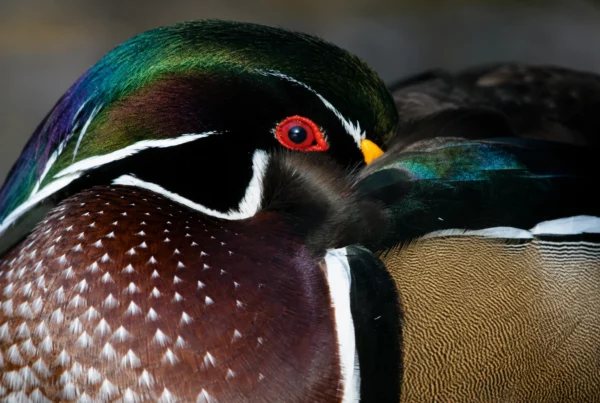 Canard carolin
