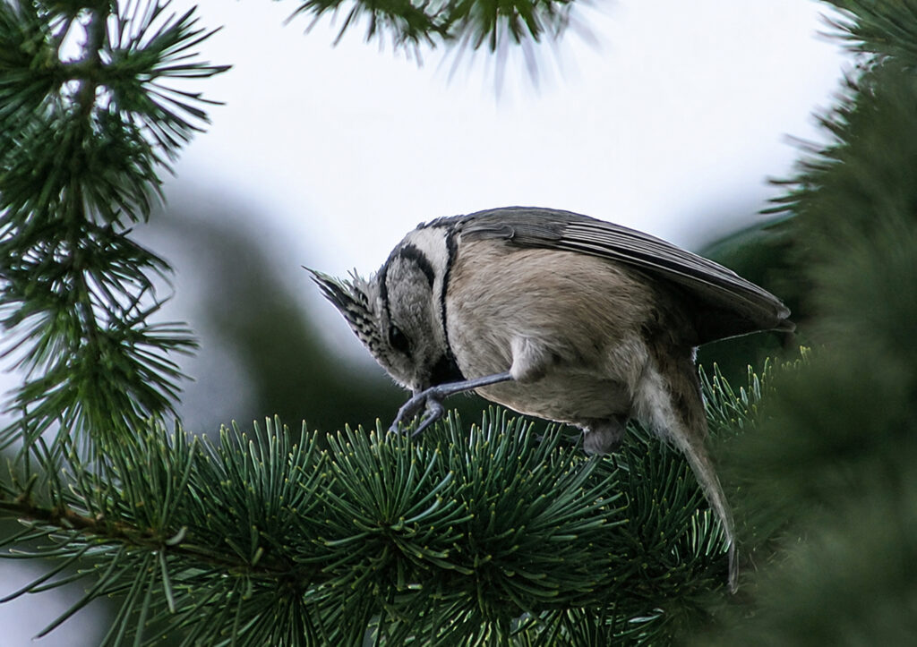 Mésange huppée Mésange huppée