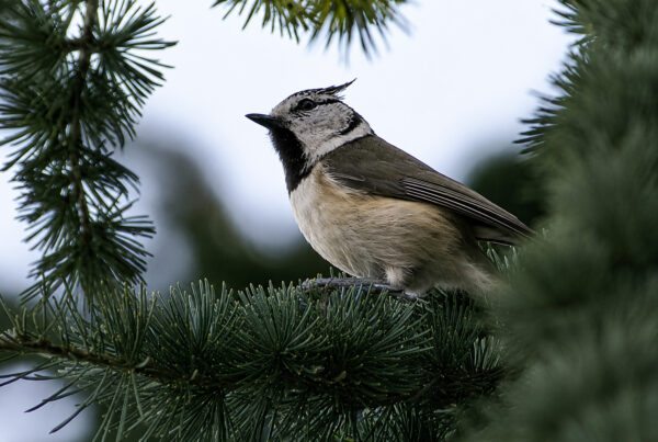 Mésange huppée