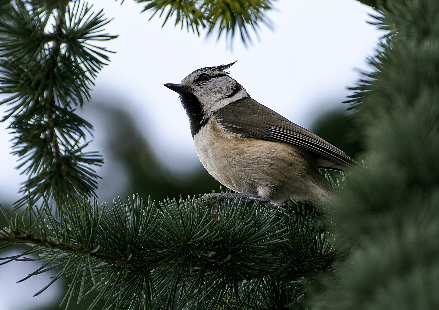 Mésange huppée