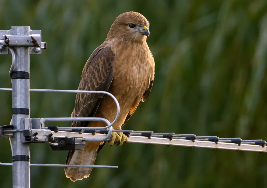 Buse variable 1