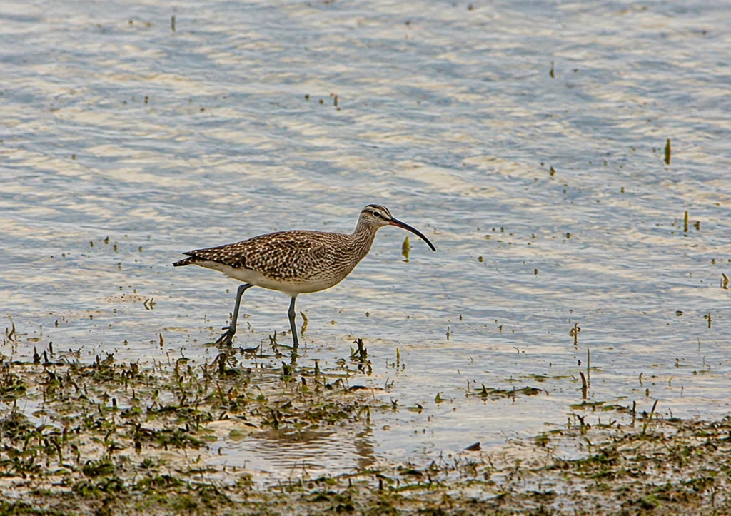 Courlis corlieu 2