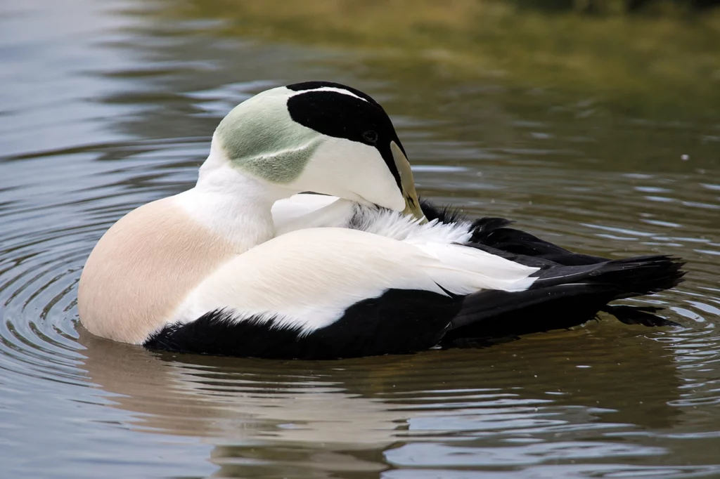 Eider à duvet