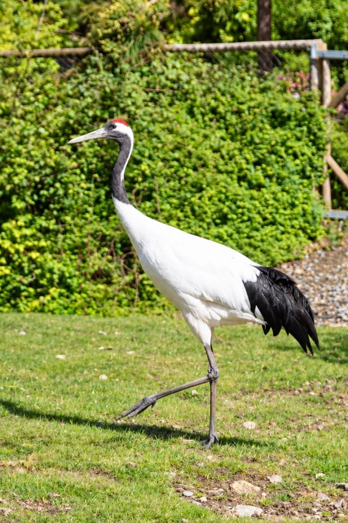 Grue du Japon
