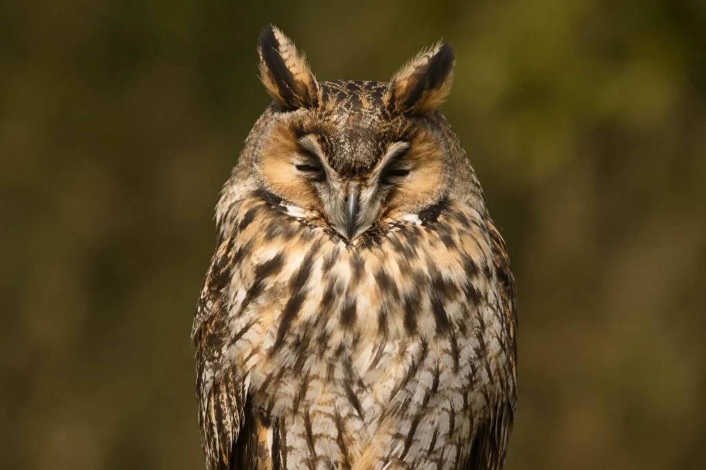 Hibou moyen duc