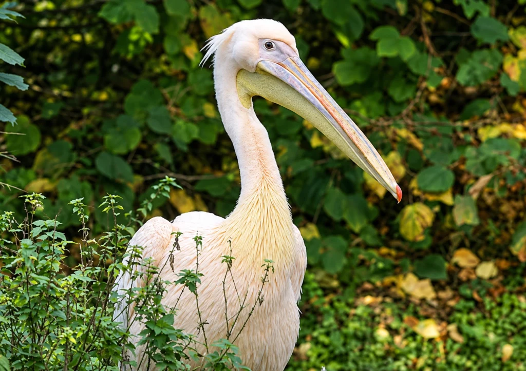Pélican blanc Pélican blanc