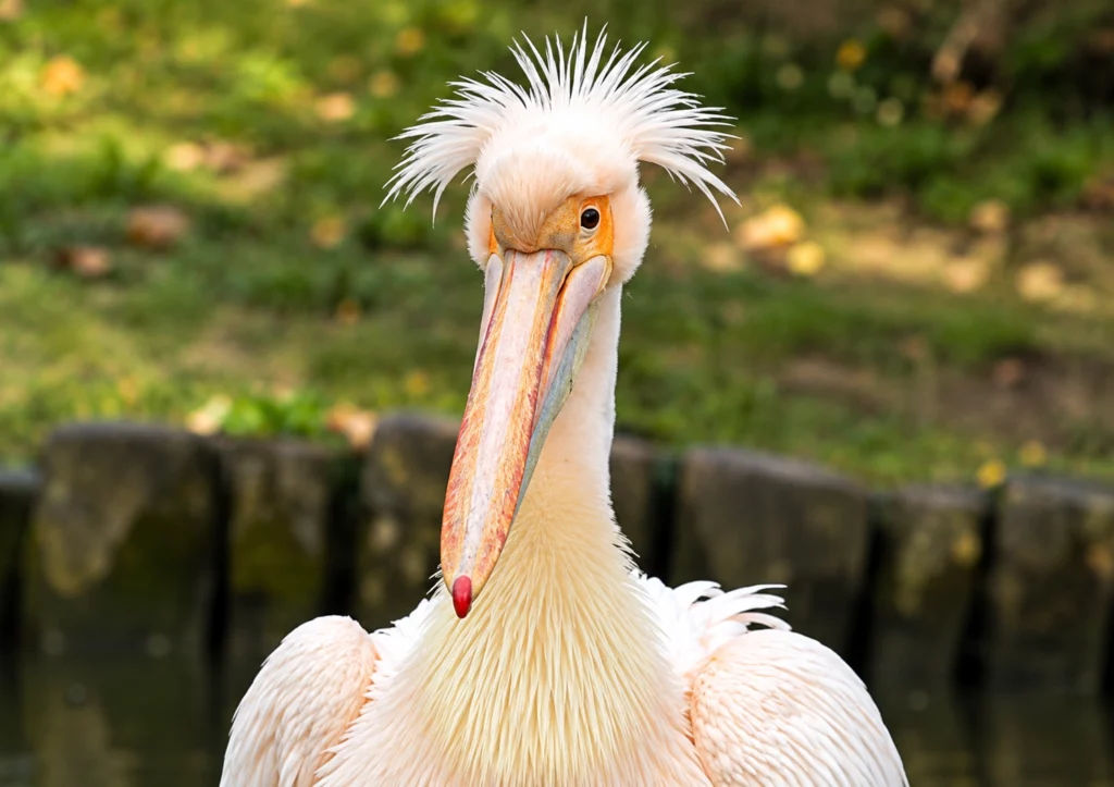 Pélican blanc Pélican blanc