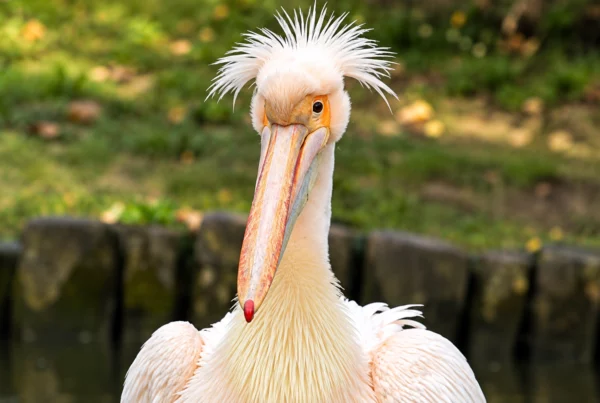 Pélican blanc