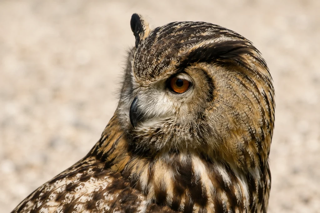 hibou grand duc 3