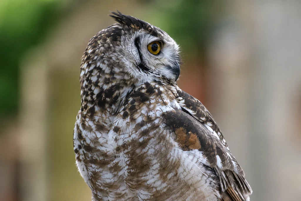 hibou grand duc 4