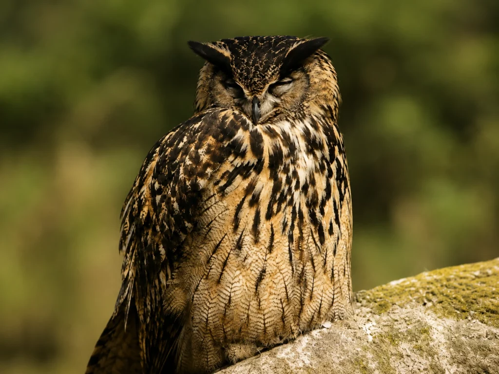 hibou grand duc 5