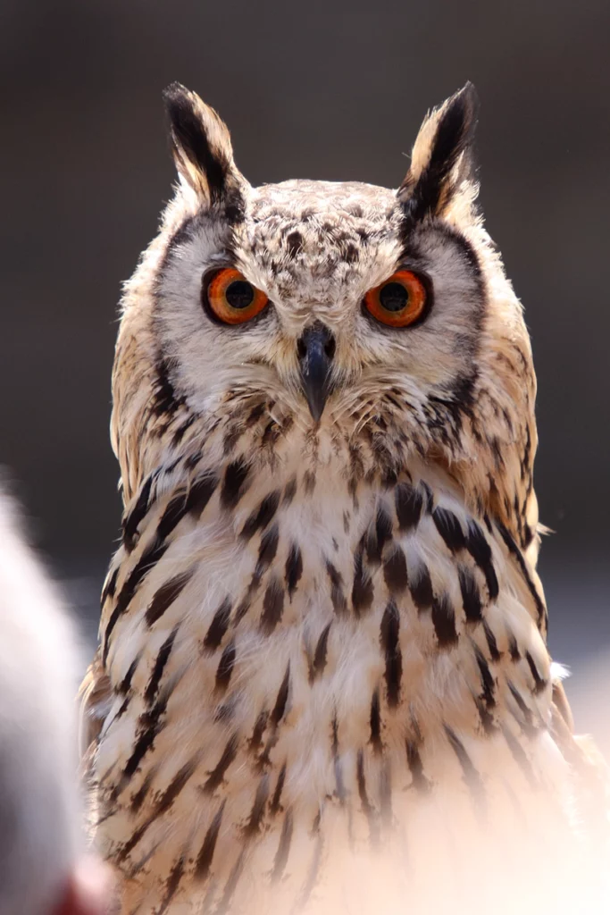 hibou grand duc 6