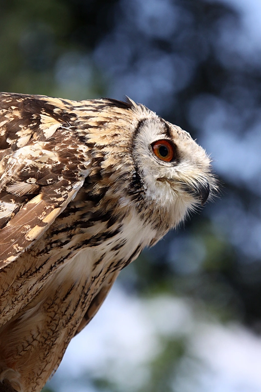 hibou grand duc 7